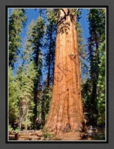 redwood-tree-webe-resize-bc